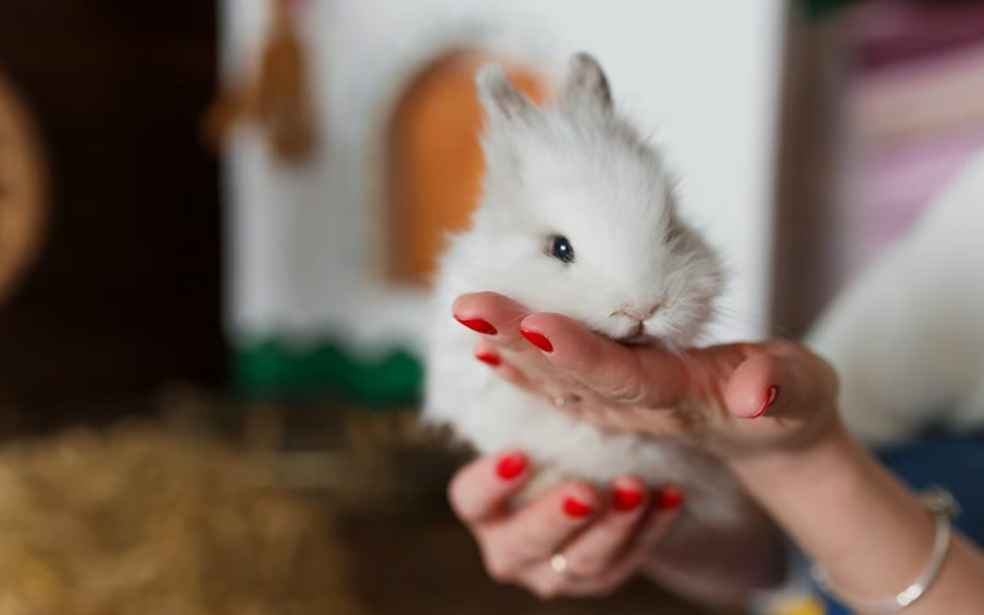 The Ultimate Guide to Syrian Hamsters