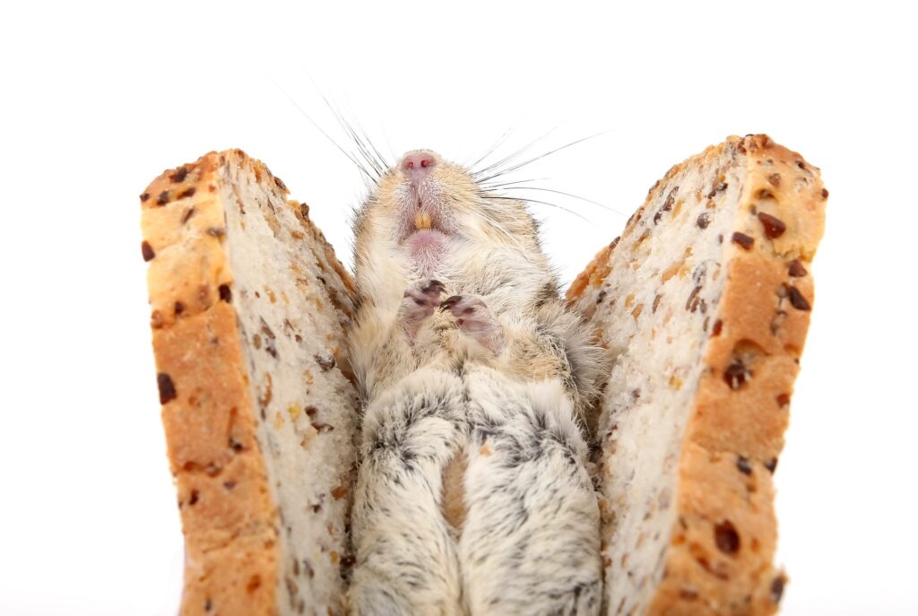 Hamster Lifespan: how long do hamsters live ?