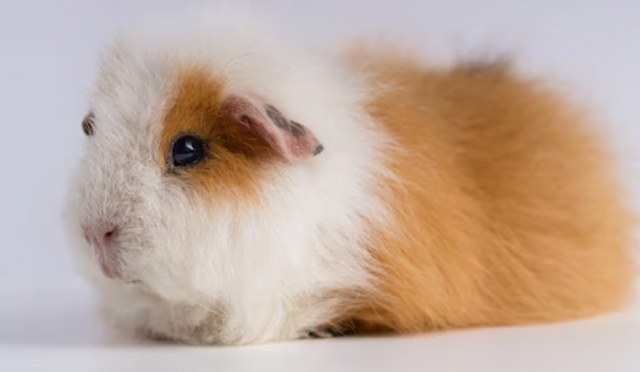 Are Syrian hamsters good pets for apartments?